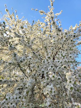 Parlak mavi gökyüzüne karşı yoğun bir şekilde beyaz çiçeklerle kaplı kiraz ağacı dalları. Görüntü hafifliği, tazeliği ve mevsimsel güzelliği aktarır.