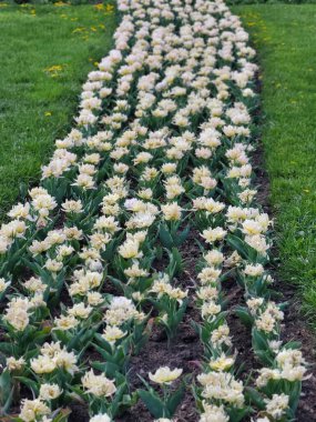 Bahçe manzaralı bir şehir parkında düzgünce düzenlenmiş beyaz laleler. Mevsimlik, dekoratif ve çiçekli temalar için mükemmel.