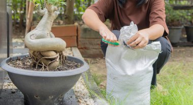 Bir kadın saksının yanında oturuyor ve keserken makas kullanıyor, toprağı açıyor ve gübre torbalarını açıyor. Evde bahçe işleri..