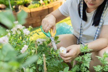 Bahçıvan, yaz bahçesinde boş çiçekleri temizliyor. Kadın oturur ve kuru solmuş çiçekleri budayarak keser. Seçici odak.