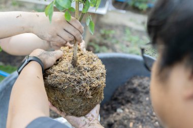 Asyalı çiftlerin sulama bitkileri ağaçlara bakar, mutlu çiftler bahçıvanlığı yapar. Yaşam tarzı çift kavramı. Seçici odak.