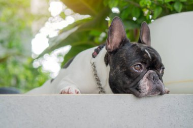 Fransız bulldog evde güneşli bir öğleden sonra balkonda dinleniyor. Hayvan bakımı konsepti. Seçici odak.