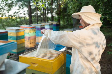 Beekeeper using a smoker to calm bees before working with frames. A man directs smoke from a metal smoker into an open hive to calm the bees, making it easier to access the frames