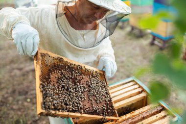 Beekeeper inspecting a deep frame with bees and honeycomb. A beekeeper pulls out and inspects a deep frame densely covered with bees, checking the condition of the swarm and the amount of honey