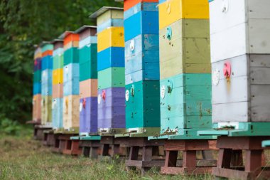 Arıların bir arı kovanında uçtuğu parlak renkli arı kovanları. Bir dizi renkli ahşap arı kovanları bir arı kovanında dizilmiş, arılar aktif olarak girip çıkıyorlar, arıcılık yapıyorlar, bal üretiyorlar.