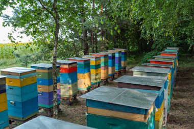 Ormanın yakınındaki bir arı kovanında ve ayçiçeği tarlasında bir sıra renkli arı kovanı. Nektar toplama verimliliğini arttırmak için ayçiçeği tarlasının yakınında sıralanmış parlak arı kovanları olan bir armut.