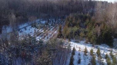 Kış ormanının ortasında ladin ağaçlarının olduğu bir kreş. Yavru köknar ağaçları ve diğer kozalaklı ağaçlardan oluşan bir fidanlığın kuş bakışı manzarası, kış ormanı zeminine karşı düzgünce karla kaplı.