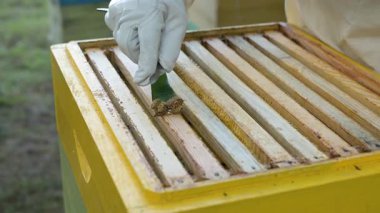 Arıcı, Propolis 'in kovan çerçevelerini spatulayla temizliyor. Koruyucu takım elbiseli ve eldivenli bir adam, bal çerçevelerinin üst çubuklarından fazla balmumu ve propolis kazımak için spatula kullanır.