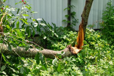 Yoğun yeşil bitki örtüsünün ortasında ikiye bölünmüş bir ağaç. Zarar görmüş bir ağaç gövdesi, iki parçaya ayrılmış, parlak yeşil çimler ve çalılarla çevrili metal bir çitin arka planında