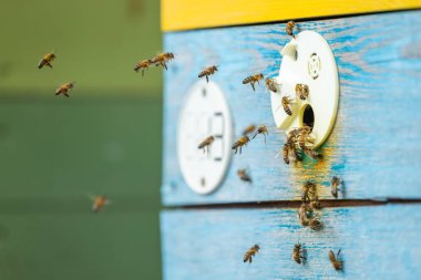 Arı kovanının girişinde uçuşan bir arı sürüsü. Arıların yakın plan uçuşları ve parlak, renkli bir ahşap arı kovanının girişine inişleri, bal bitkisinden dönüşleri.