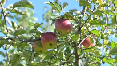 Olgun elmalar sonbaharda parlak mavi gökyüzünün altında ağaç dallarına asılır. Olgun elmalar, açık bir sonbahar gününün güneşinde parlayan ağaç dallarında asılı olarak görülür.