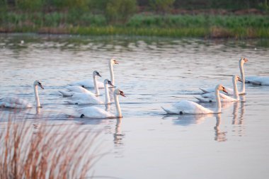 Bahar günbatımının pembe parıltısında göldeki vahşi kuğular. Bir beyaz kuğu sürüsü gölün ya da nehrin sakin sularında yüzer, güneşin zengin pembe ve turuncu renklerini yansıtır.