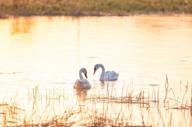İki beyaz kuğu gün doğumunda gölün altın suyunda yüzüyor. Bir çift vahşi kuğu, sakin göl yüzeyinde başlarını birbirlerine yaslayarak yüzüyorlar.