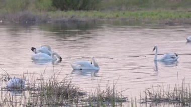 Su bitkileriyle çevrili bir gölde yüzen beyaz kuğu sürüsü. Birkaç beyaz kuğu gün batımında bir gölün sakin pembe-leylak sularında beslenir ve dinlenir, etraflarında da kıyı sazlıkları görülür.