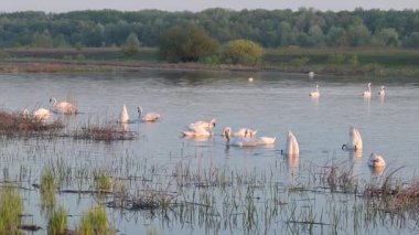 Gölde beslenen dilsiz kuğu sürüsü. Büyük bir beyaz kuğu sürüsü alglerle beslenmek için başlarını suya daldırdı, şafak vakti kıyı ağaçlarının ve çalıların arasında bir gölette yüzüyorlardı.