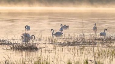Bir kuğu sürüsü gölde süzülerek altın güneş ışığını yansıtıyor. Beyaz kuğular durgun göl suyunda zarif bir şekilde yüzüyorlar, doğan sabah güneşinin altın rengi ile renklendirilmiş.
