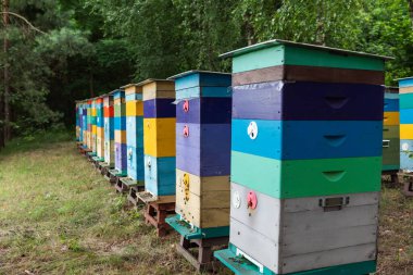 Çok renkli ahşap arı kovanları. Çok katmanlı, parlak boyanmış ahşap arı kovanlarıyla dolu, sık yeşil bir ormanla ağaçlık bir arazide çimlerin üzerinde duran bir arı manzarası.
