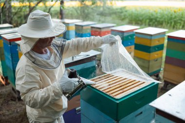 Arı içiciyi kullanan bir arı yetiştiricisi çerçeveleri kontrol etmek için kovan açıyor. Koruyucu giysi ve eldiven giymiş bir erkek arı yetiştiricisi açık bir kovanın şeffaf örtüsünü kaldırıyor ve arıları sakinleştirmek için bir tiryaki kullanıyor.