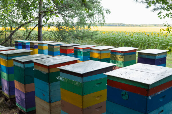 Путешествующая пасека возле подсолнечного поля. Пейзаж пасеки с рядами многоуровневых, ярко окрашенных деревянных ульев, на краю леса с деревьями, с видом на поле подсолнухов
