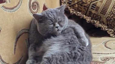 Gri İngiliz Shorthair kedisi koltukta dinlenirken tüylerini yalıyor. Yumuşak desenli bir kanepede uzanmış, pençesi ve diliyle kalın paltosunu yalıyor.