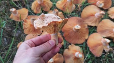 Safran sütlü mantar tutan bir adamın eli. Parlak turuncu safran süt mantarının sapını ve başlığını gösteren bir adamın elinin yakın çekimi, çimlerin üzerinde zengin bir sonbahar hasadı var.