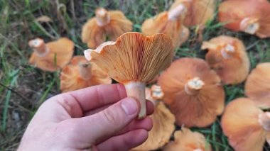 Adamın elinde safran süt kapağı var. Bir elin parlak turuncu safran süt başlıklı mantarı tuttuğu, solungaçlarını gösterirken, diğer birçok mantarın yeşil çimlerin üzerinde yattığı yakın plan.