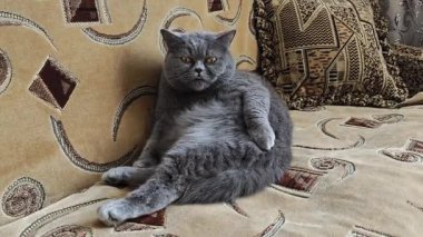 Gri İngiliz Shorthair kedisi koltukta kürkünü yalıyor. Yumuşak desenli kanepeye uzanmış, tüylerini yalayan büyük gri bir İngiliz kedisine yakından bakın.