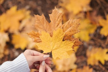 İki sarı akçaağaç yaprağı tutan kadın eller. Beyaz kazaklı bir kız, sonbaharın güzelliği olan sonbahar halısının arka planında büyük sarı yapraklar tutuyor.
