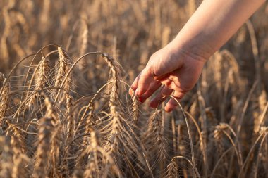 Dişi el altın bir tarlada buğday kulaklarına hafifçe dokunuyor. Güneşli bir günde dikenleri okşayan bir elin yakın çekimi, doğayla bağlantı, hasatla ilgilenmek, dünyanın zenginliğinin sembolü.