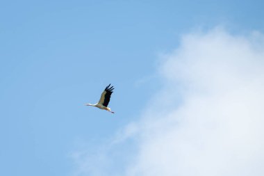 Güneşli bir günde mavi gökyüzünde uçan beyaz leylek. Mavi gökyüzünde süzülen bir leylek, kanatlarını açmış, yanında büyük beyaz bir bulut, özgürlük atmosferi