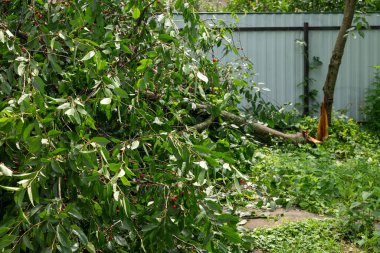 Şiddetli rüzgar veya fırtına hasarından sonra bahçede kırılmış kiraz ağacı. Vişne gövdesi ikiye ayrılmış, dalları koyu yeşil yapraklı ve kırmızı dutlu çitin yakınına düşmüş, kötü hava.