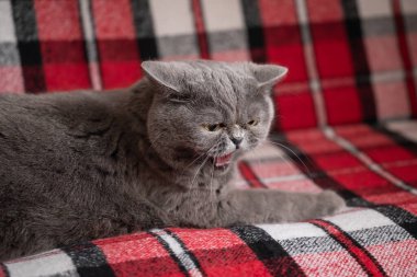 İngiliz Shorthair kedisi ekose bir kanepede öfkeyle tıslıyor. Geniş gri bir İngiliz Shorthair kedisini, ağzı açık ve düzleşmiş kulakları, savunması, saldırganı, hoşnutsuzluğu ile ekose bir battaniyenin üzerinde yatarken yakın plan.