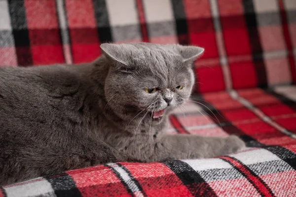 İngiliz Shorthair kedisi ekose bir kanepede öfkeyle tıslıyor. Geniş gri bir İngiliz Shorthair kedisini, ağzı açık ve düzleşmiş kulakları, savunması, saldırganı, hoşnutsuzluğu ile ekose bir battaniyenin üzerinde yatarken yakın plan.