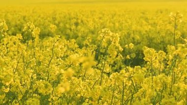 Rüzgarda sallanan kolza tohumlu çiçeklerin yakından görüntüsü. Bir tarladaki parlak sarı kolza tohumu çiçekleri ve dallara odaklanan video, doğanın güzelliği.