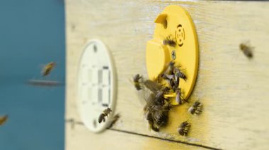 Bal koleksiyonu sırasında arı kovanının girişinde aktif hareket var. Arılar ahşap kovanın sarı plastik girişinden bal, özen ve üretkenlik toplayarak aktif olarak girip çıkarlar.