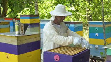 Arıcı, kovandan arılarla kaplı bir çerçeve çıkarıyor. Arıcı koruyucu eldivenler kullanarak çok sayıda aktif arı ile kaplı ahşap bir çerçeve çıkarıyor.