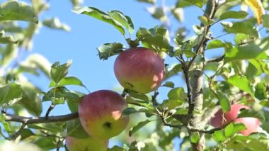 Olgun kırmızı elmaları ağaç dalına yakınlaştırma süreci. Elma ağacındaki sulu meyvelere kamera hareketi açık mavi gökyüzüne karşı, verimlilik, doğa ile uyum ve hasat.