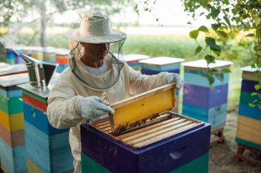 Koruyucu kıyafetli arı yetiştiricisi arı kovanına bal çerçevesi yerleştiriyor. Beyaz takım elbiseli ve eldivenli arı yetiştiricisi. Arı kovanları ve ayçiçeği tarlasına karşı çerçevelerle çalışıyor.