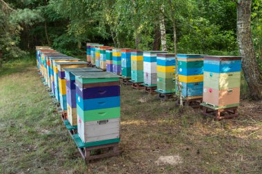 Yaz boyunca bir orman kovanında iki sıra renkli ahşap arı kovanı. Parlak kovanları olan pitoresk orman arısı doğa ve çevre dostu tarım kavramını somutlaştırıyor.