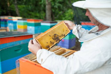 Arıcı parlak bir arıcıda bal dolu güneşli bir çerçeveyi inceliyor. Arıcı altın petekleri renkli kovanlarla karşılaştırıyor. Başarıyı ve bal toplama sonuçlarını simgeliyor.