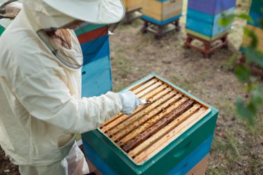 Arıcı, açık arı kovanındaki çerçeveleri temizlemek için kovan aracı kullanıyor. Korumalı ekipmanlı arıcı, arı kovanının bakımını yapıyor. Arı kovanına özen ve profesyonel arı bakımını yansıtıyor.
