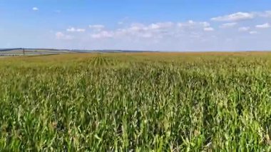 Mısır tarlasının üzerinde uçuyor ve beyaz bulutlu mavi bir gökyüzü.