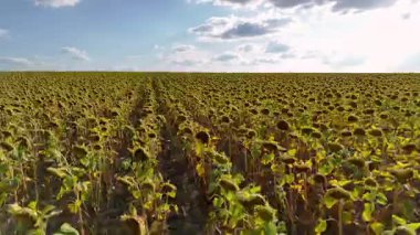 Güneş ve mavi gökyüzüyle ayçiçeği tarlasının üzerinde uçarken