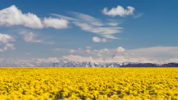 Yellow flowers in the steppes — Stock Video