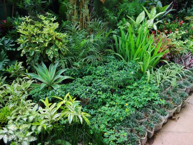 Çeşitli yeşil bitkilerle dolu yemyeşil bir bahçe, canlı yeşillikler, ve doğal aydınlatma huzurlu ve davetkar bir atmosfer yaratıyor bahçe düzenleme ve bahçecilik projeleri için mükemmel.