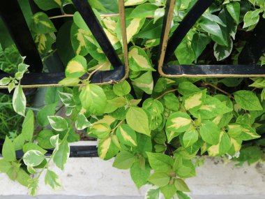 Doğal ortamdaki siyah metal çitlerin içinden büyüyen sarı ve beyaz aksanlı yeşil yapraklı bitki. Tazelik ve canlılık taşıyarak bahçe ve açık hava dekorasyonu için mükemmel..