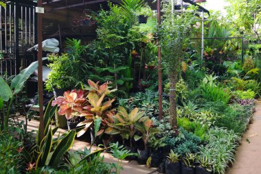 Bereketli yeşil fidanlıkta bitki meraklıları ve peyzaj projeleri için ideal canlı ve huzurlu bir atmosfer yaratan kapalı bir bahçede çeşitli saksı bitkileri ve yoğun yapraklar bulunur..