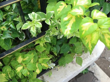 Canlı, çeşitli sarmaşıklar ve yemyeşil yapraklar beyaz beton bir ekicide siyah metal bir çite tırmanıyor. Bahçe ve peyzaj görselleri için yeni ve doğal bir manzara yaratıyor..