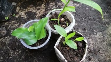 Bir tencerede üç bitkisel bitki. Zencefil, galangal ve zerdeçal bitkileri arasındaki farklar. Bitki filizleri.