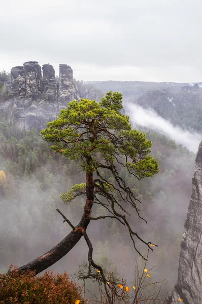 Uçurumun üzerinde çam. Bastei. Sakson İsviçre